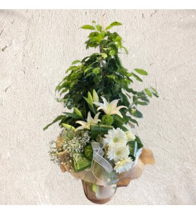 Ficus Benjamin Plant